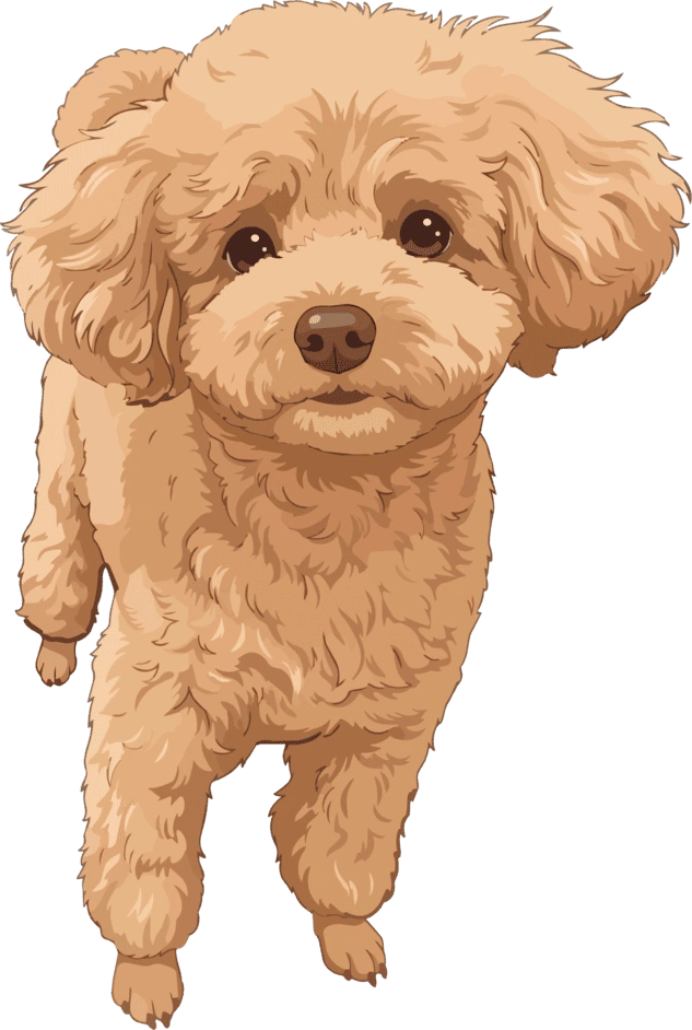 お写真から描いたトイプードルのイラスト