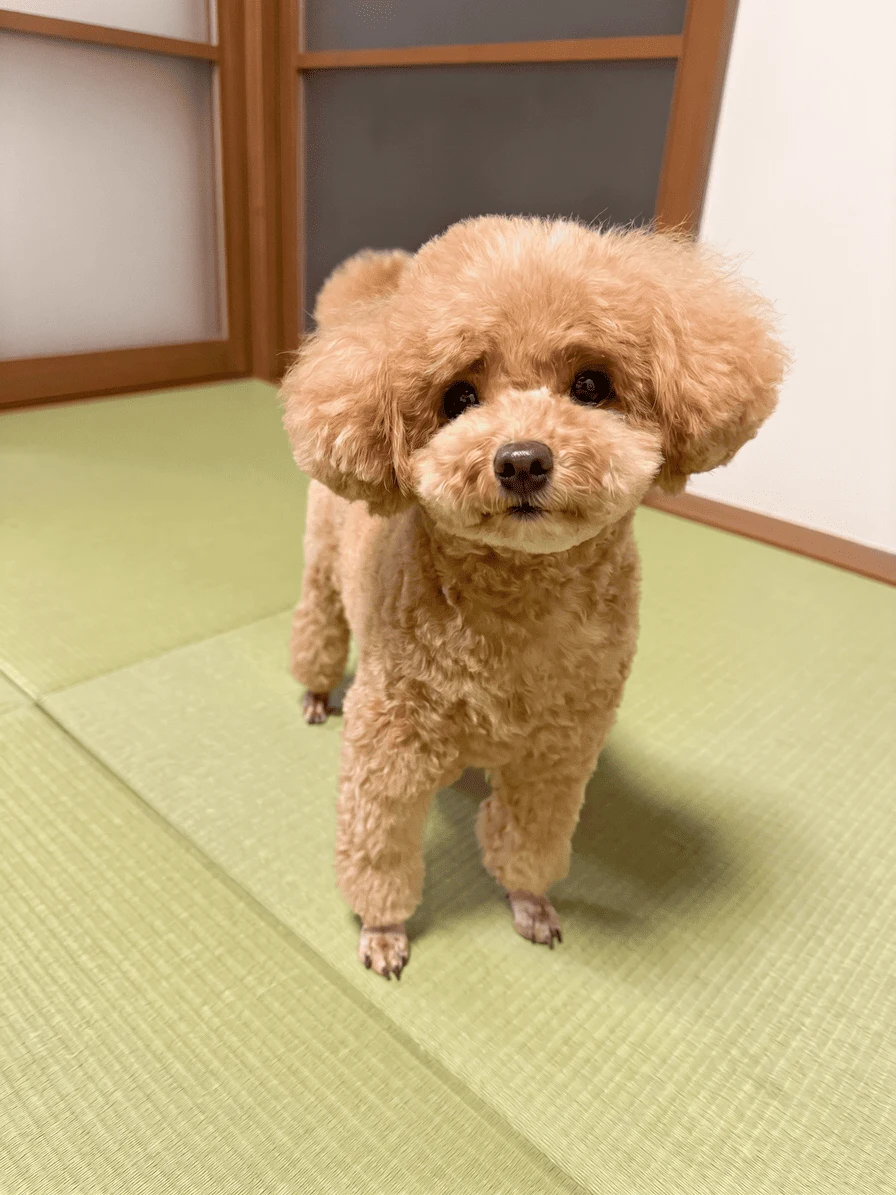 トイプードルの元のお写真